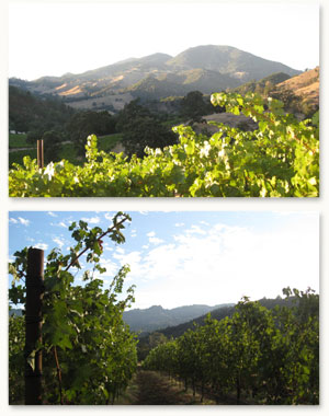 Calistoga, Napa Valley Cabernet Sauvignon vineyard